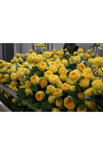 Rosa Luna Trendsetter 